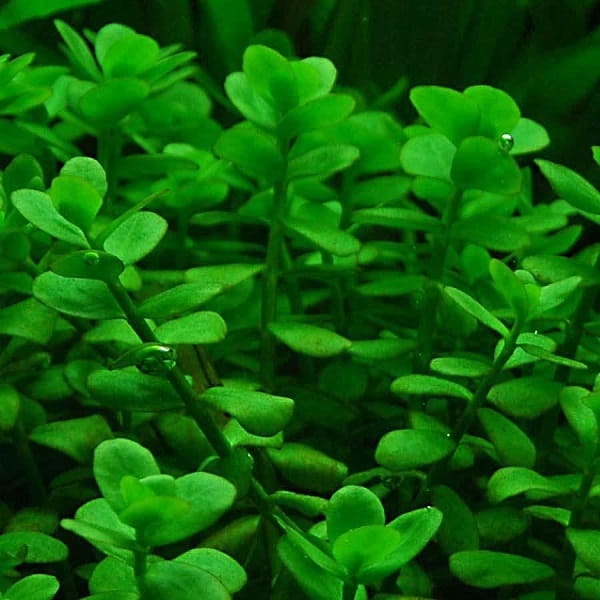 Bacopa monnieri DROBNOLISTNA in vitro 10 sadzonek